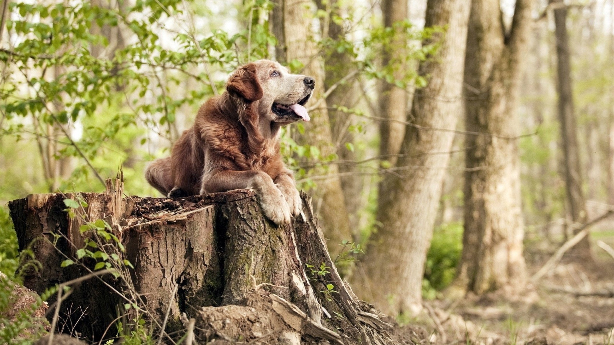 城市极速跑酷巡演，街头极限运动亮相城市舞台，街道极限跑酷