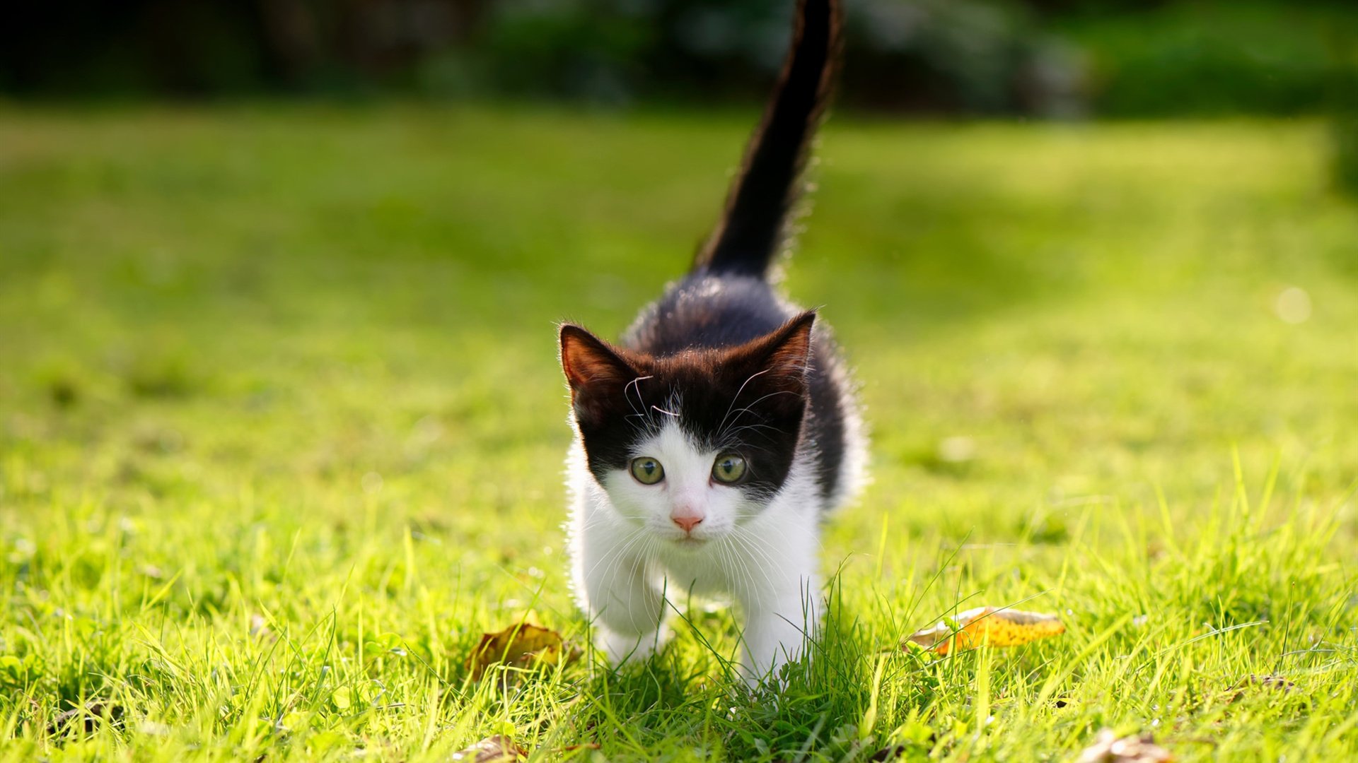 AYX GAMING-心跳对决：在关键比赛中决胜的瞬间，挑战心跳