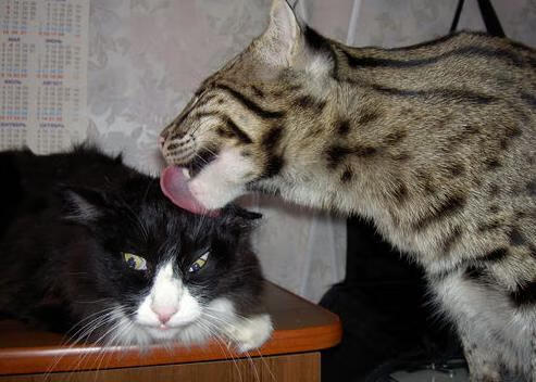 德甲:法兰克福4-3绝平莱比锡,场面跌宕起伏,德甲法兰克福对不莱梅