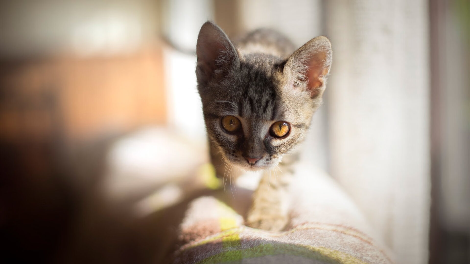 青少年“拼搏青春”公益篮球直播在全国火热展开,弘扬正能量,青少年篮球纪录片