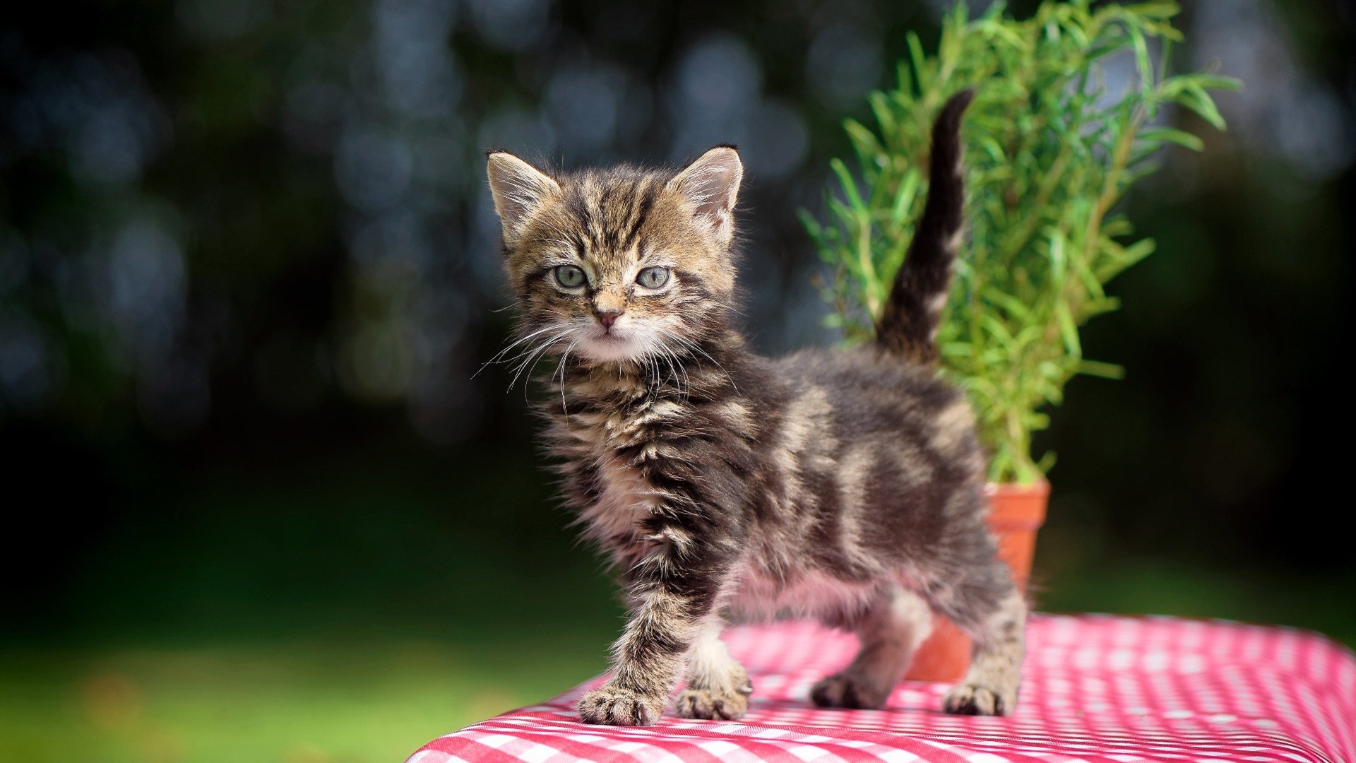 Aster教练团队战术调整显成效,atkinson教练