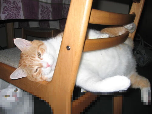 AYX官网-中国短道速滑队冬训正式启动，中国短道速滑队2021