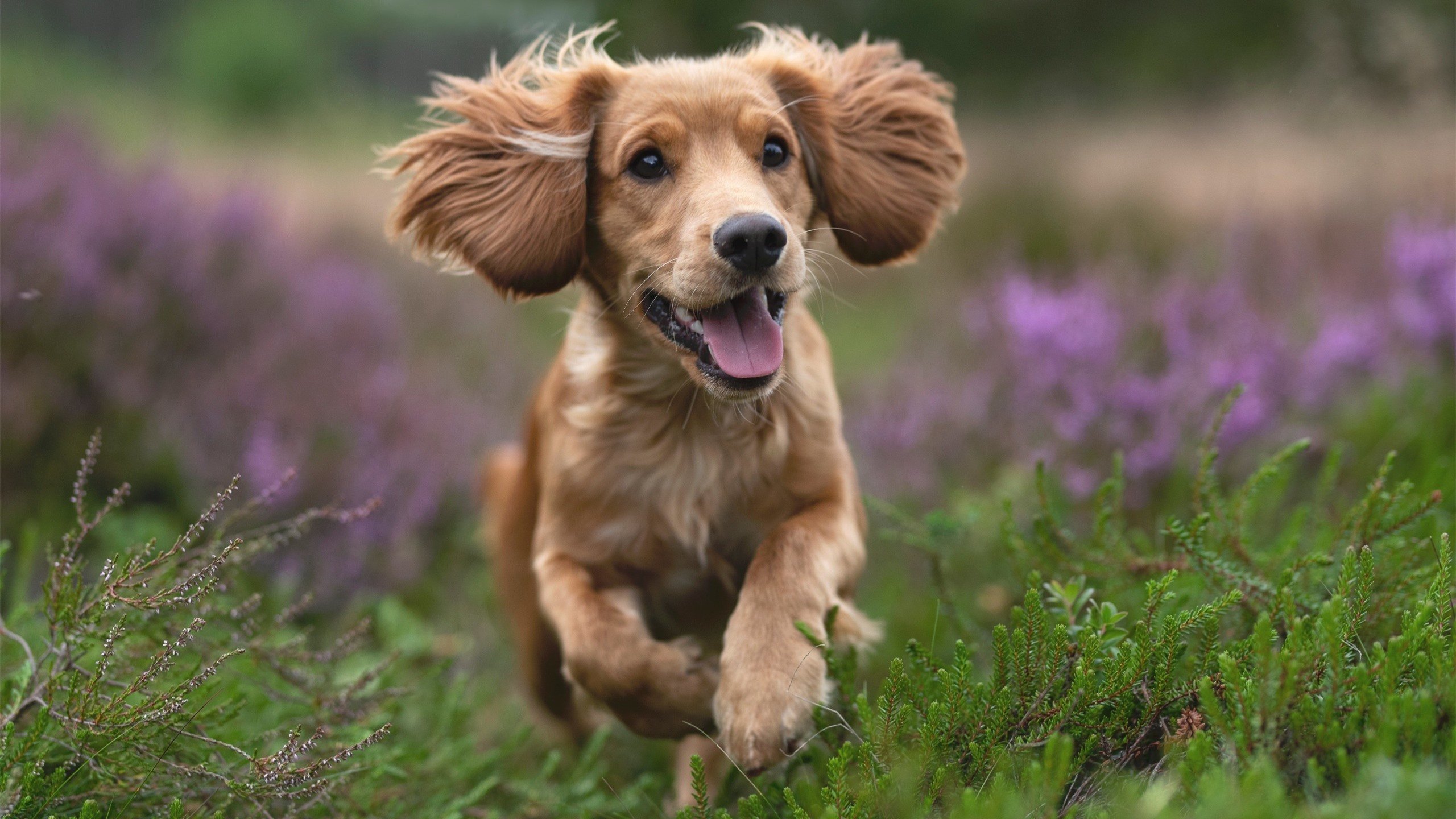 伊朗马术协会举办“Chovgan”文化交流活动,促进传统文化传承。