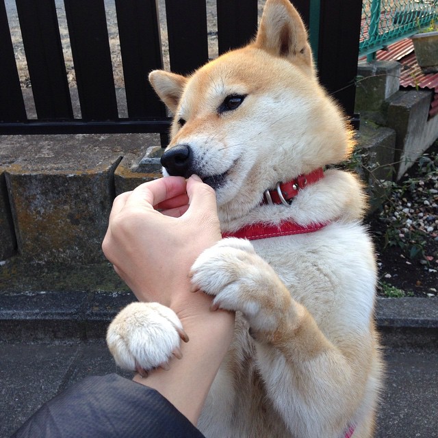 爱游戏体育平台-国际米兰中场核心发威，效力过国际米兰的中场