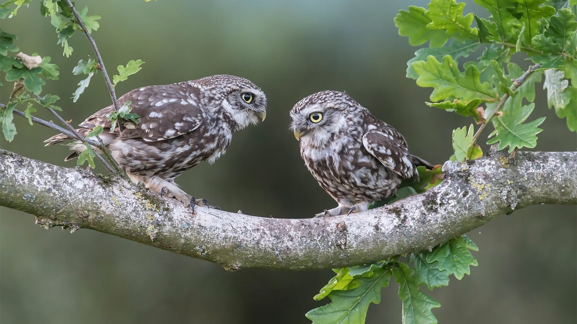 女足比赛中,中国队员朱某表现出色,足球运动员女中国