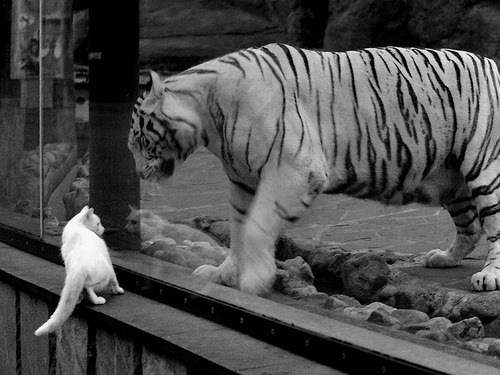 广厦控股 老将状态回暖,广厦控股最新状态