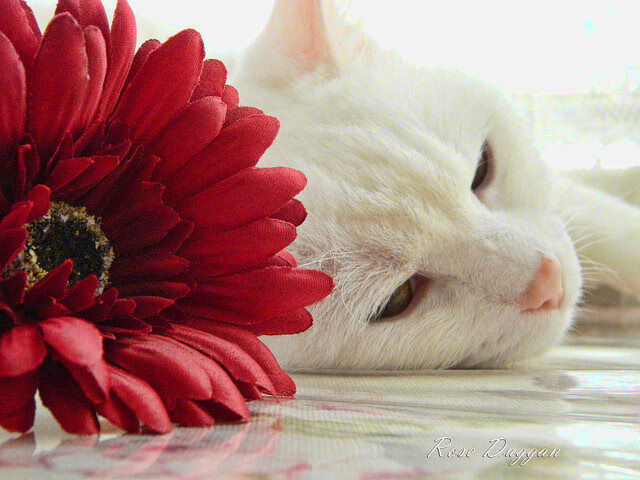 爱游戏体育app-拜仁慕尼黑锋线大将梅开二度，带队获重要胜利，拜仁慕尼黑十大前锋