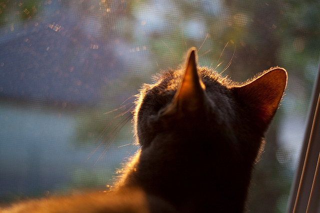 日本女足联赛新星崭露头角,赢得球迷喝彩,日本女足小组赛