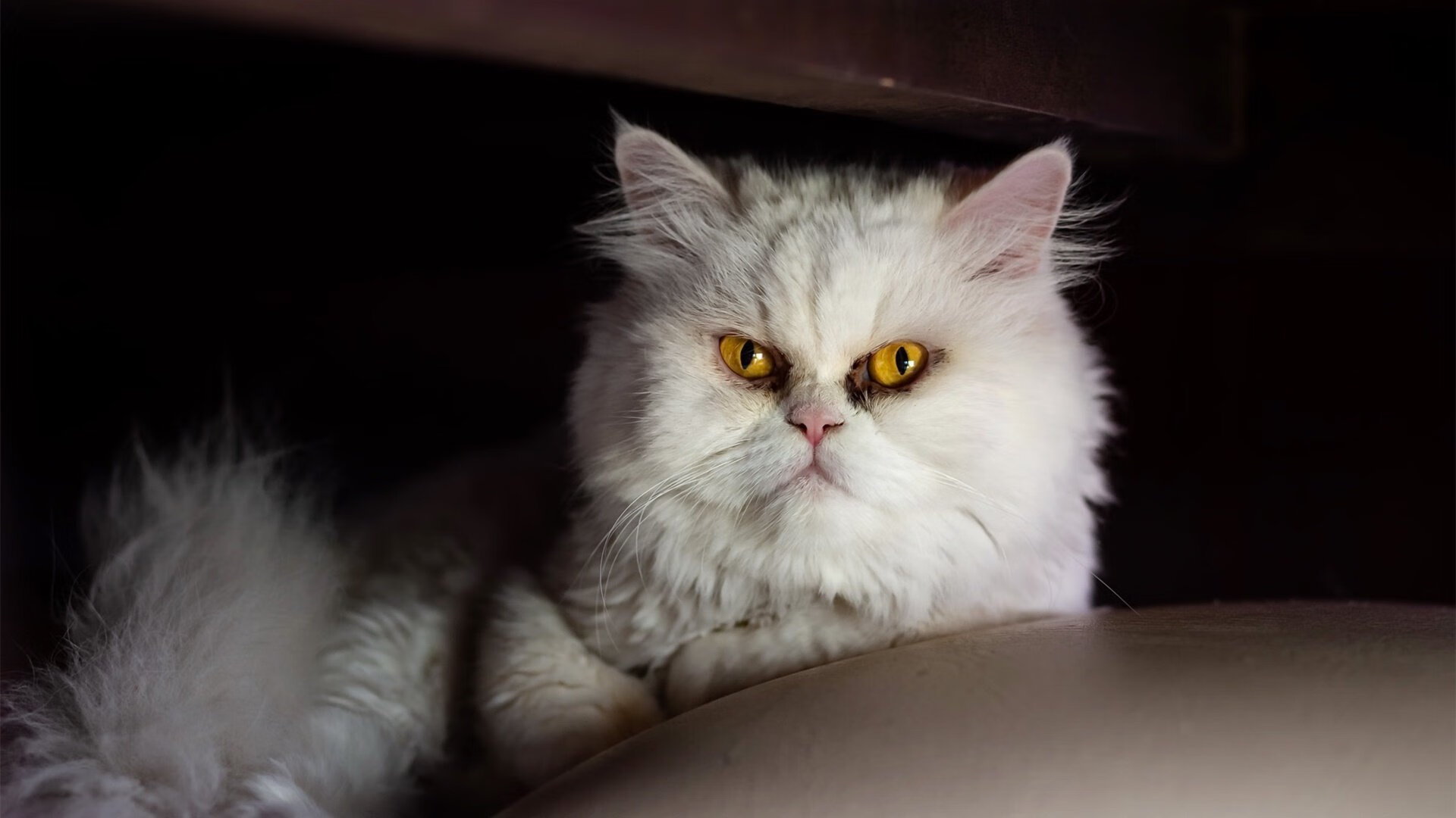 萨拉提瓦入选国家队，多场比赛表现抢眼，萨提瓦饮料