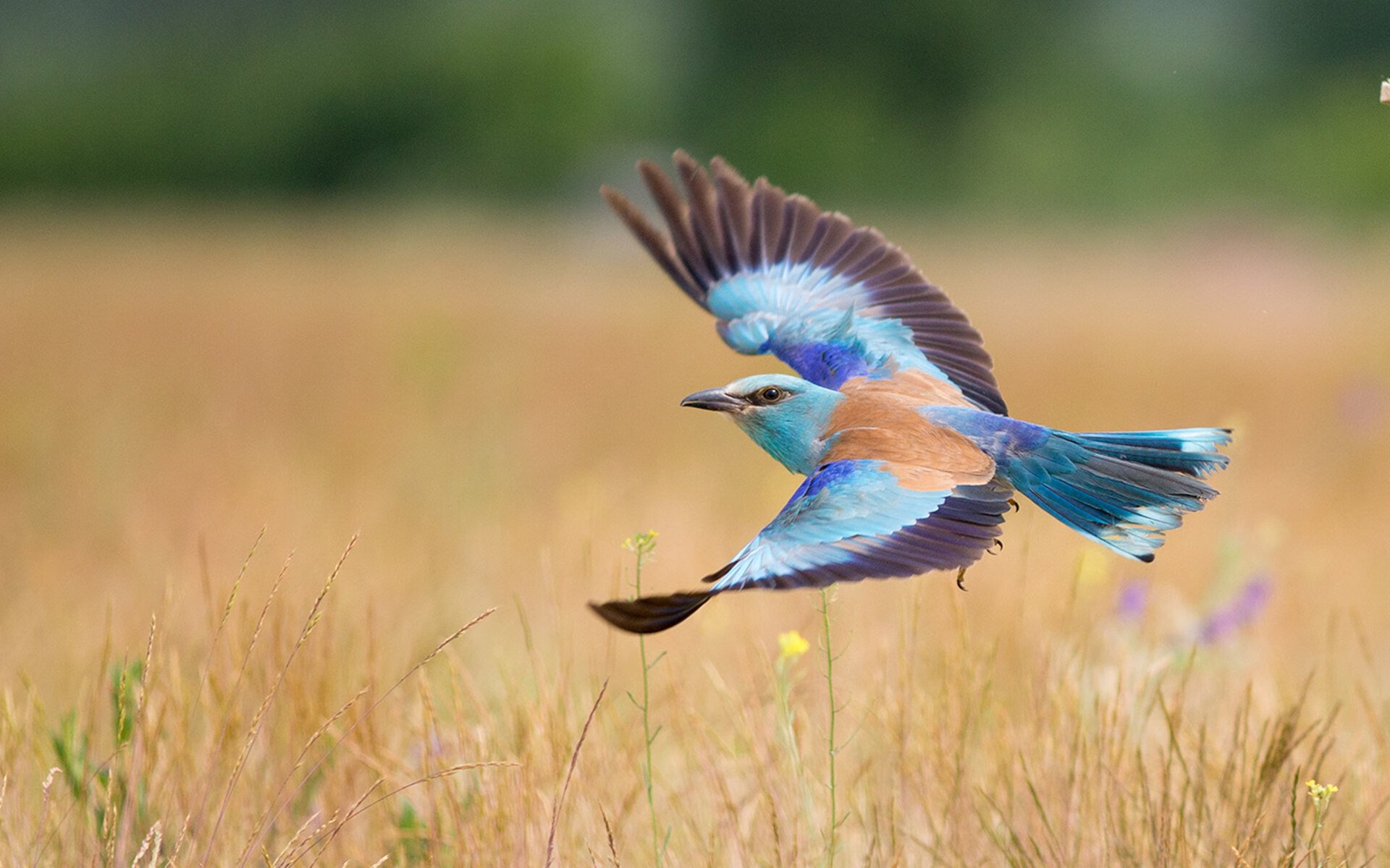 篮球专项动作捕捉技术在训练中的应用,篮球的抓法