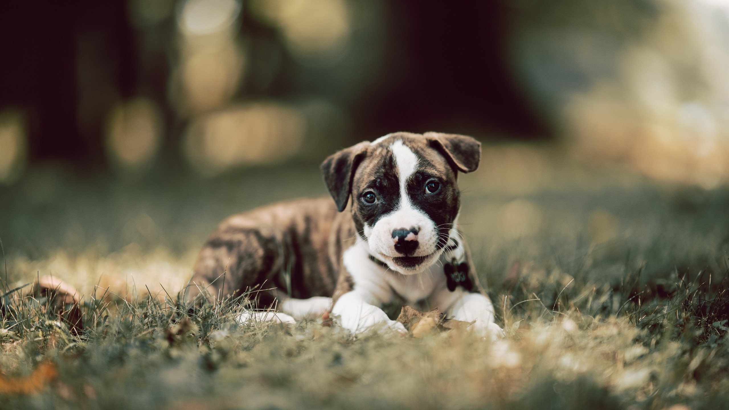 赛车中国大奖赛雨战惊险完赛，赛车赛车比赛