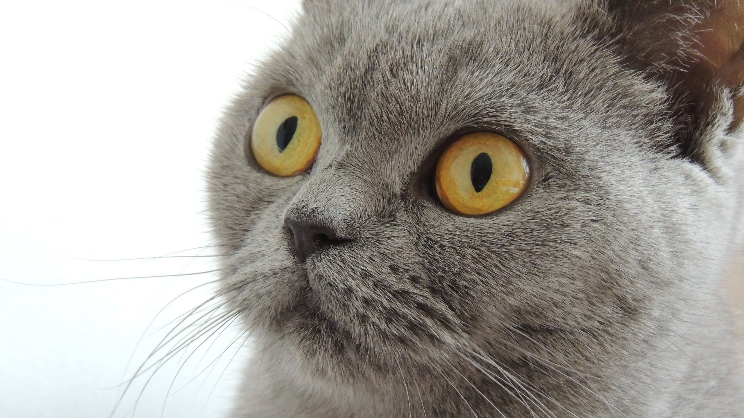 体育新闻中心上线体育舆情监控智能分析系统,体育新闻资讯