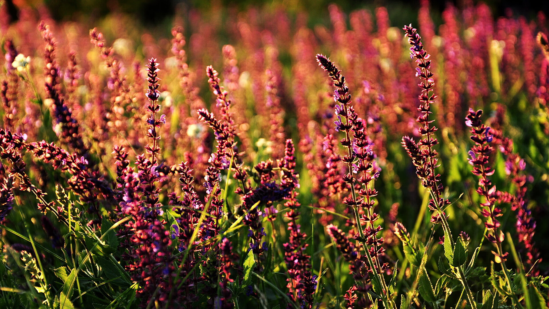 体育新闻中心助力退役运动员内容创业计划,退役运动员创业政策