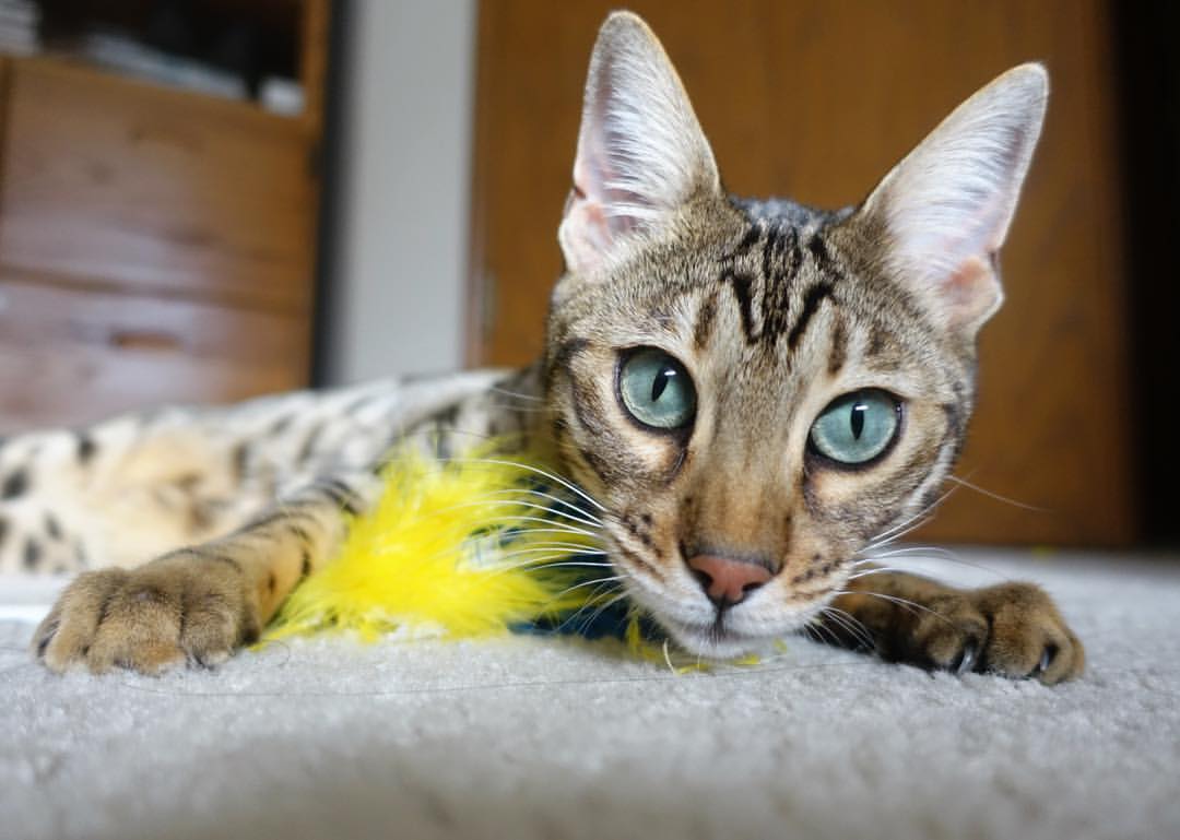 切尔西通过快速反击创造连续进球机会,切尔西谁进的球